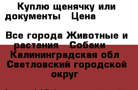 Куплю щенячку или документы › Цена ­ 3 000 - Все города Животные и растения » Собаки   . Калининградская обл.,Светловский городской округ 